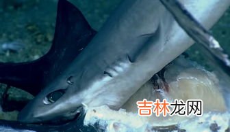 鲨鱼吃不吃人,鲨鱼到底会不会主动攻击人