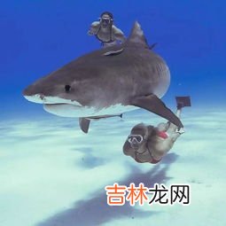 鲨鱼吃不吃人,鲨鱼到底会不会主动攻击人