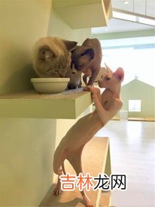为什么k681只有卧铺,北京到大连的K681有几节硬卧车厢