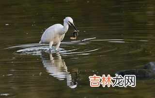 白鹭的食物有哪些,白鹭的食物有哪些