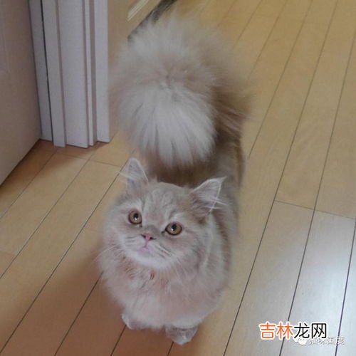 松鼠的尾巴有多长,松鼠的尾巴有多长?