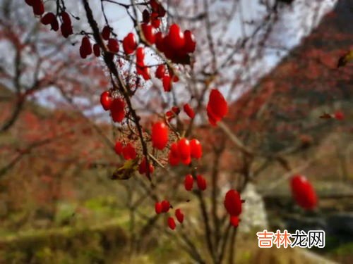 茱萸象征着什么,茱萸的寓意是什么?