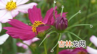 茱萸象征着什么,茱萸的寓意是什么?
