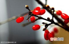 茱萸象征着什么,茱萸的寓意是什么?