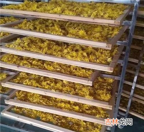 菊花怎样烘干,家里菊花如何烘干