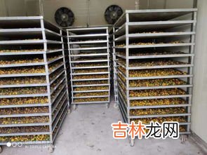 菊花怎样烘干,家里菊花如何烘干