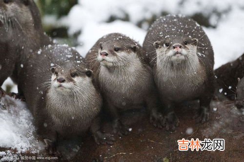 狸猫和浣熊的区别,浣熊和小熊猫有什么区别?