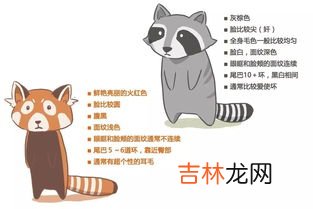 狸猫和浣熊的区别,浣熊和小熊猫有什么区别?