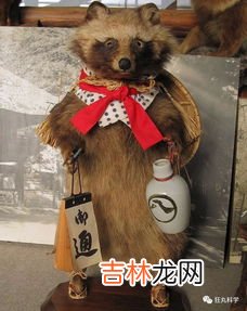 狸猫和浣熊的区别,浣熊和小熊猫有什么区别?