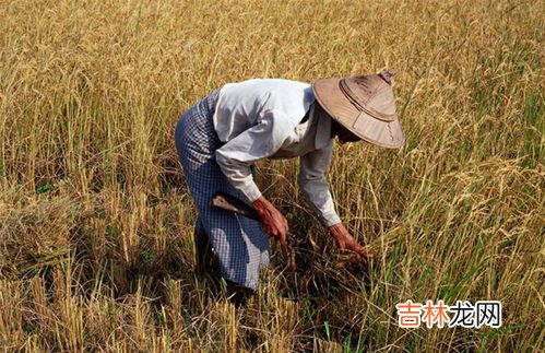 稻谷怎么脱壳成米,谷粒脱壳的办法有哪些?