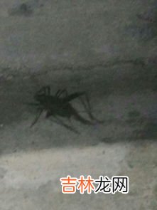 蟋蟀长什么样子,蛐蛐长什么样