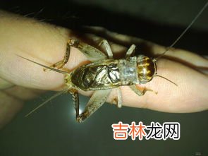 蟋蟀长什么样子,蛐蛐长什么样