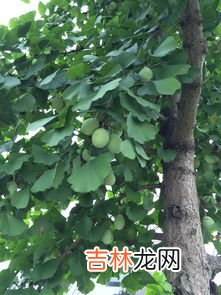 银杏果怎么吃不中毒,白果怎么吃不会中毒，高温&#047;去胚芽&#047;煮熟&#047;不多吃不会中毒