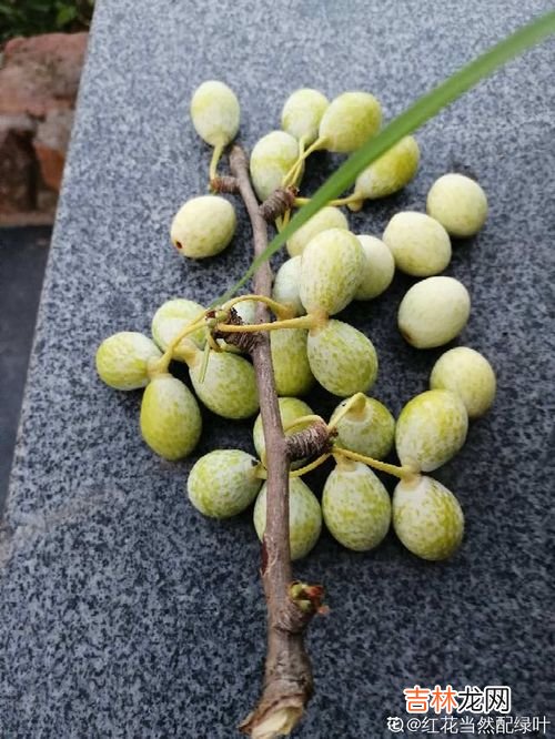 银杏果怎么吃不中毒,白果怎么吃不会中毒，高温&#047;去胚芽&#047;煮熟&#047;不多吃不会中毒