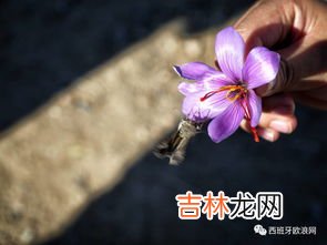 藏红花夏季怎么保存,晒干的藏红花如何保存晒干的藏红花怎么保存