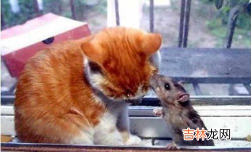 老鼠咬过的煮熟能吃吗,被老鼠咬过的生猪肉煮熟能吃吗?