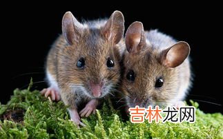 老鼠咬过的煮熟能吃吗,被老鼠咬过的生猪肉煮熟能吃吗?