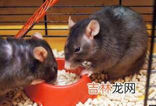 老鼠咬过的煮熟能吃吗,被老鼠咬过的生猪肉煮熟能吃吗?