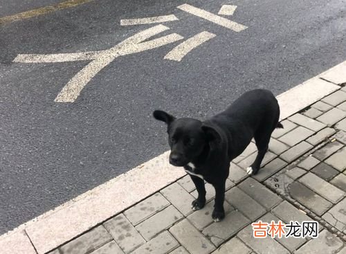 公交车能带狗吗,公交车能带狗吗