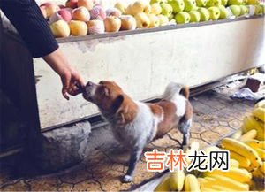 公交车能带狗吗,公交车能带狗吗