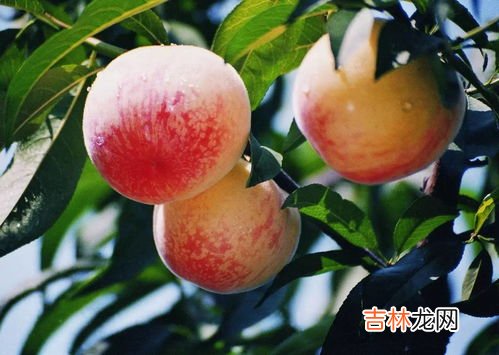 为什么吃桃不能喝茶,为什么吃桃不能喝茶水,吃桃是不是不能喝茶
