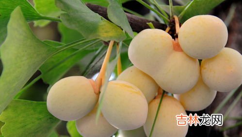 银杏果怎么去斑,白果可以祛斑吗 白果怎样祛斑