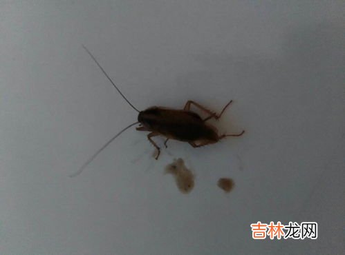 洗衣粉能治蟑螂吗,直接撒洗衣粉可以驱赶蟑螂吗