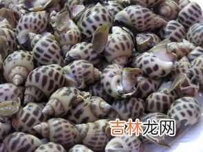 香螺哪些部位不能吃,香螺的尾部的黄能吃吗