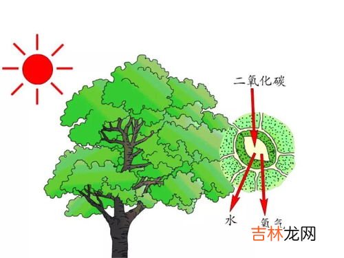 发菜能进行光合作用吗,发菜是什么意思