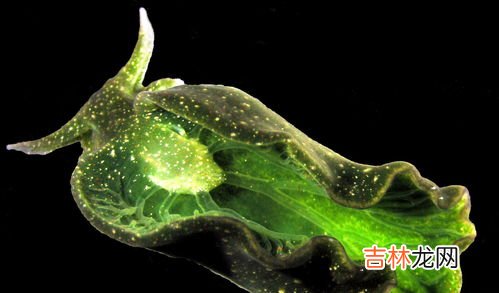 发菜能进行光合作用吗,发菜是什么意思