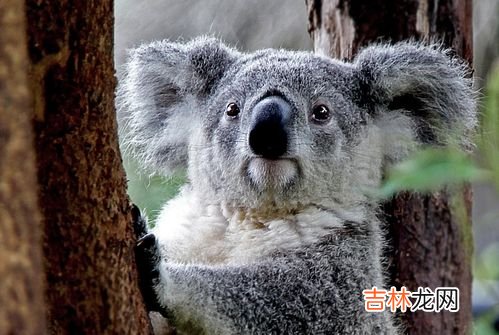 动物中智力仅次于人的是,动物中智力仅次于人的是什么？