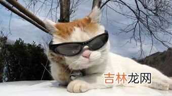 动物中智力仅次于人的是,动物中智力仅次于人的是什么？