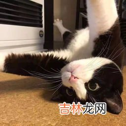 动物中智力仅次于人的是,动物中智力仅次于人的是什么？