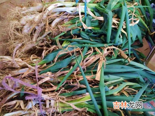 大葱为什么不吃叶子,北京人为什么不吃葱叶?初到北京,看到菜市场上卖葱的都把葱叶割下扔