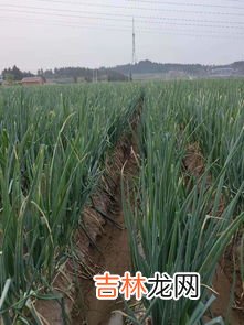 大葱为什么不吃叶子,北京人为什么不吃葱叶?初到北京,看到菜市场上卖葱的都把葱叶割下扔
