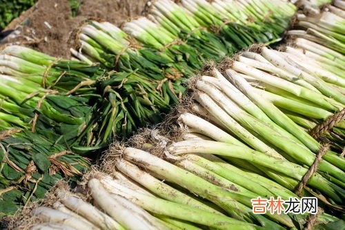 大葱为什么不吃叶子,北京人为什么不吃葱叶?初到北京,看到菜市场上卖葱的都把葱叶割下扔