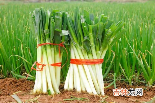大葱为什么不吃叶子,北京人为什么不吃葱叶?初到北京,看到菜市场上卖葱的都把葱叶割下扔