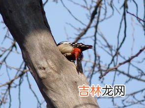 啄木鸟是森林医生还是森林杀手,森林医生是什么动物