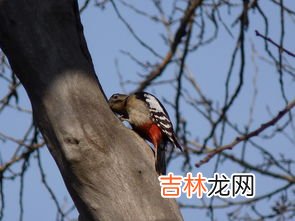 啄木鸟是森林医生还是森林杀手,森林医生是什么动物