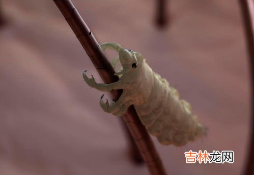 头发为什么会长虱子,头上为什么会长虱子？
