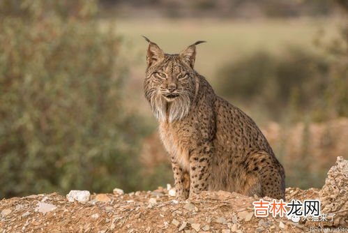 猞猁是什么动物,猞猁是什么动物