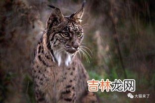 猞猁是什么动物,猞猁是什么动物