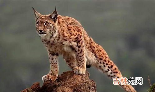 猞猁是什么动物,猞猁是什么动物