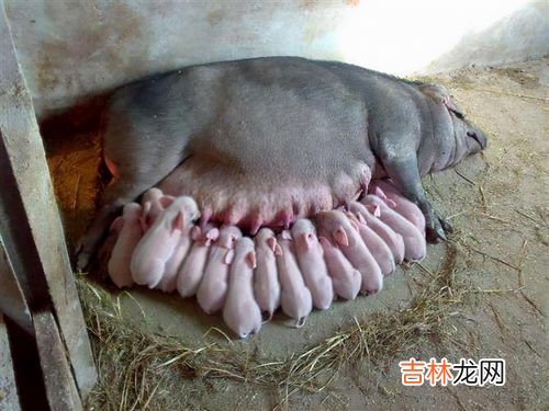 衣鱼虫的窝一般在哪儿有,衣鱼虫子是怎么来的?