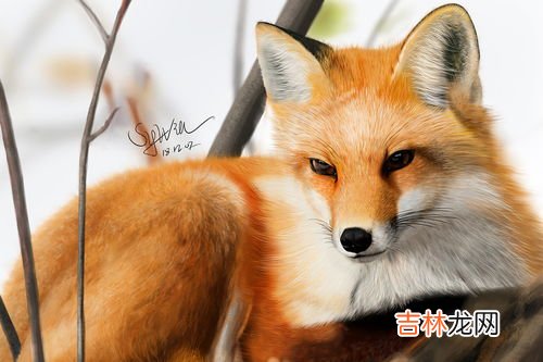 狐狸属于什么科动物,狐狸是一种什么科？