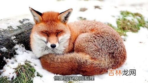 狐狸属于什么科动物,狐狸是一种什么科？