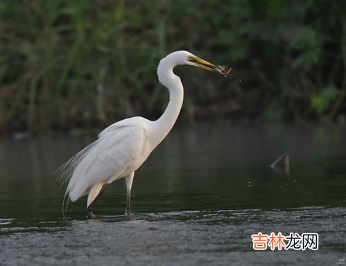 白鹭可以吃吗,白鹭怎么吃好吃