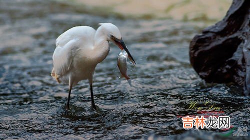 白鹭可以吃吗,白鹭怎么吃好吃