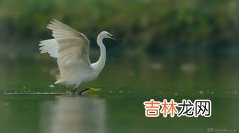 白鹭可以吃吗,白鹭怎么吃好吃