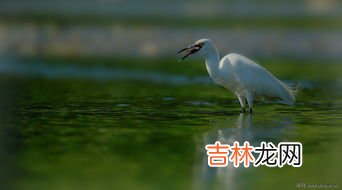 白鹭可以吃吗,白鹭怎么吃好吃